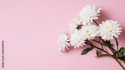 Elegant White Aster Flowers on Soft Pink Background