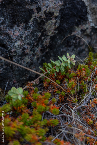 Rhodiola Rosea