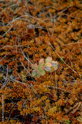 Rhodiola Rosea