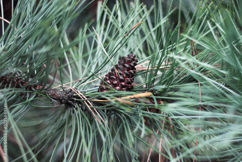 Fir cone on tree branch , close up Fir cone on tree branch , close up