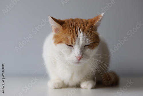 White and ginger cat sitting with eyes closed