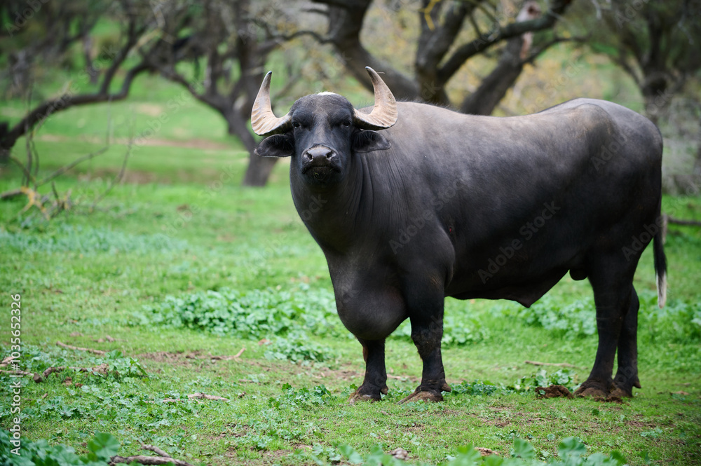A large water buffalo on a grassy farm under the trees in the afternoon sunlight A large water buffalo on a grassy farm under the trees in the afternoon sunlight