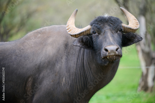 A large water buffalo on a grassy farm under the trees in the afternoon sunlight