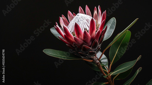 King Protea (Protea cynaroides) in a black background
