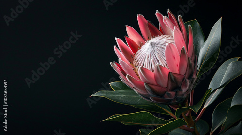 King Protea (Protea cynaroides) in a black background