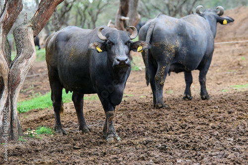 Two water buffaloes in a muddy field, one facing the camera with a curious stance, wearing ear tags, surrounded by trees in a rural, natural environment photo