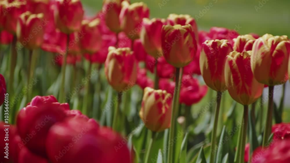A Beautiful Close-Up Of Red Tulips Blooming Gracefully In Slow Motion On A Warm Summer Day In Halifax, Nova Scotia. A Beautiful Close-Up Of Red Tulips Blooming Gracefully In Slow Motion On A Warm Summer Day In Halifax, Nova Scotia.