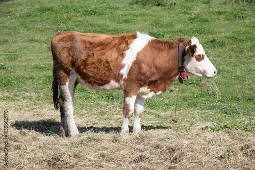 Vaches qui s'épanouissent dans les pâturages