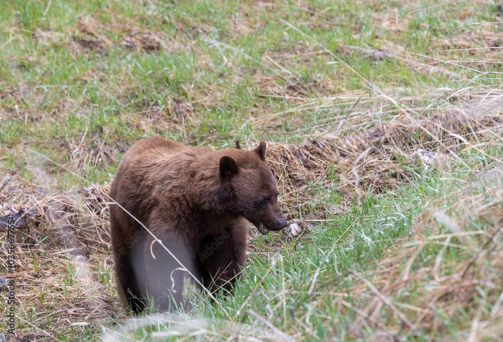 Fototapeta premium Black Bear in Springtime in Yellowstone National Park Wyoming