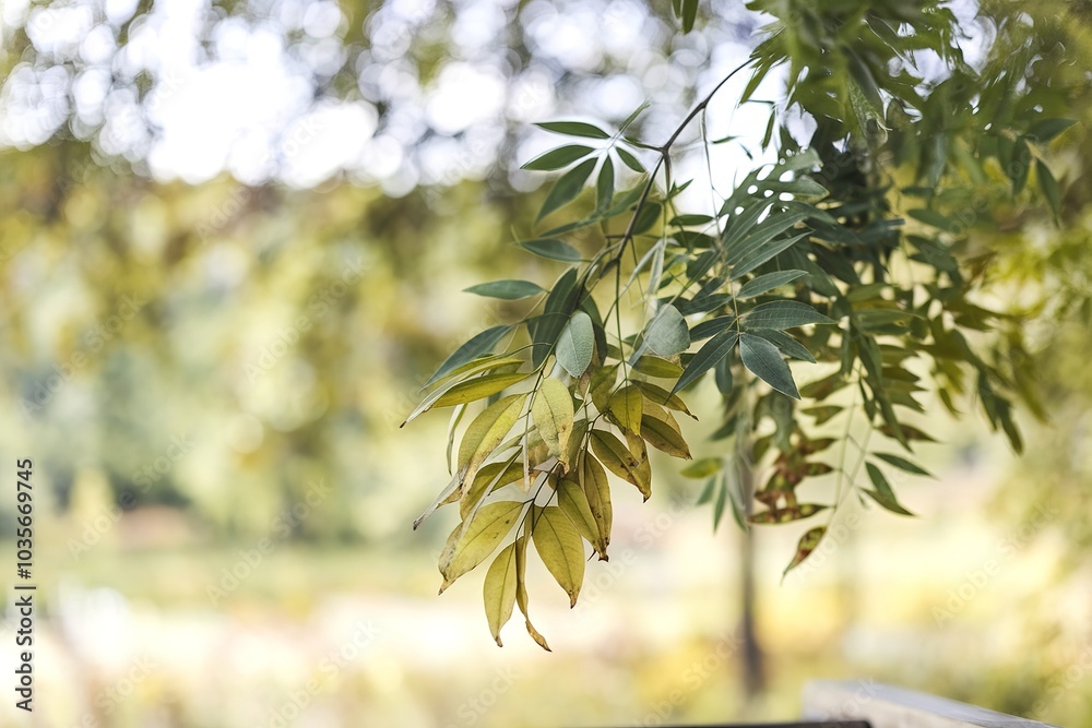 Green leaves with blurred background, depicting a natural, serene environment Green leaves with blurred background, depicting a natural, serene environment