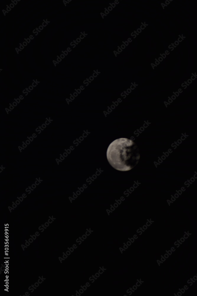 selective focus picture of moon in the forest selective focus picture of moon in the forest