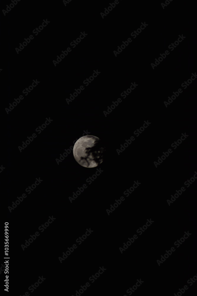 selective focus picture of moon in the forest selective focus picture of moon in the forest