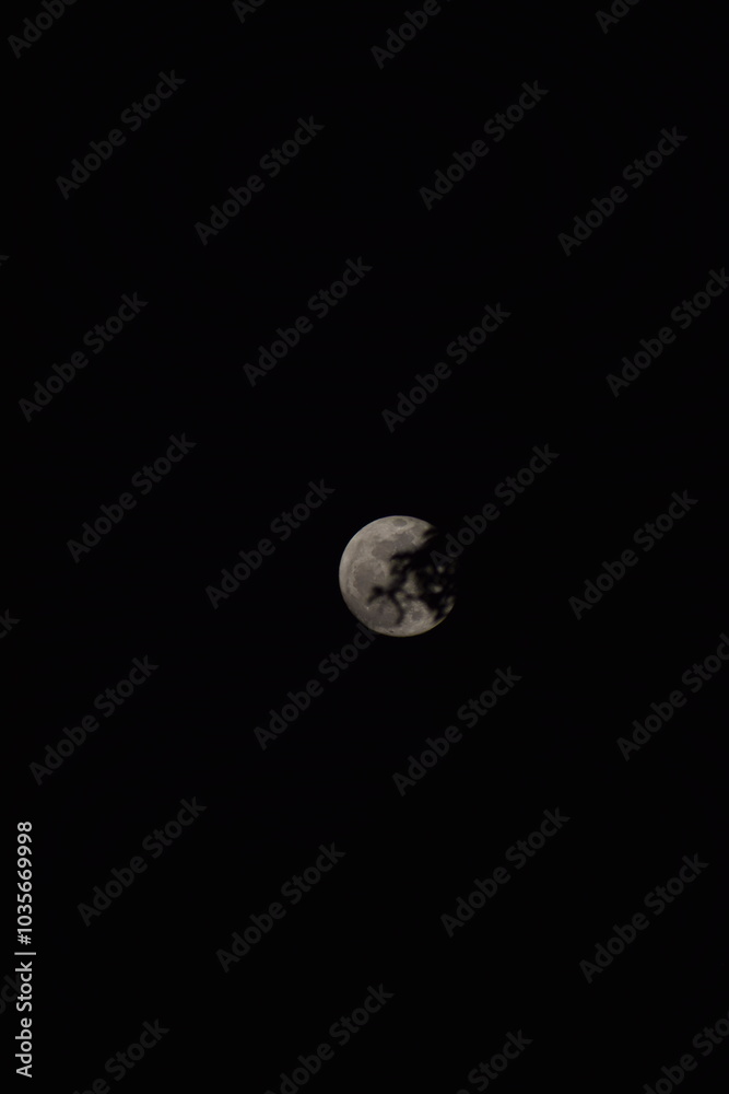 selective focus picture of moon in the forest selective focus picture of moon in the forest