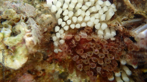 Encapsulation of eggs and embryos by Southern oyster drill or Redmouthed rocksnail (Stramonita haemastoma) close-up undersea, Aegean Sea, Greece, Halkidiki, Kakoudia beach photo