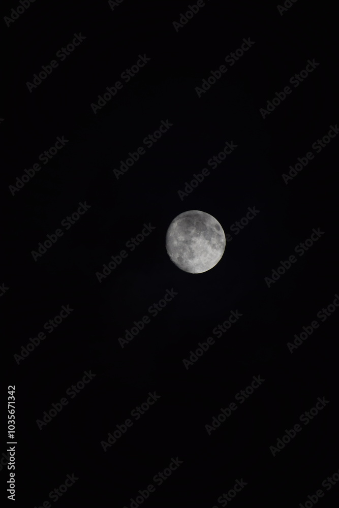 selective focus picture of moon in the forest selective focus picture of moon in the forest