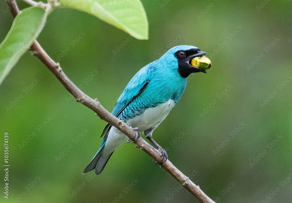 Bird eating seed Bird eating seed