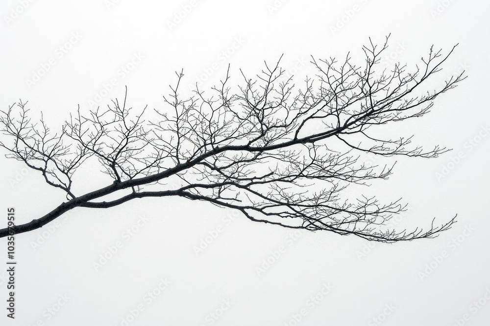 Silhouette of a Bare Branch Against a White Sky Silhouette of a Bare Branch Against a White Sky