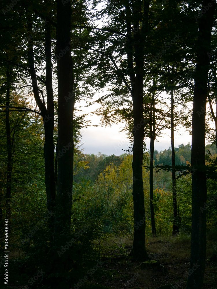 Obraz premium Sunset in the Beech forest during summer. Golden lighting through the foliage of the trees. Beautiful landscape photography.