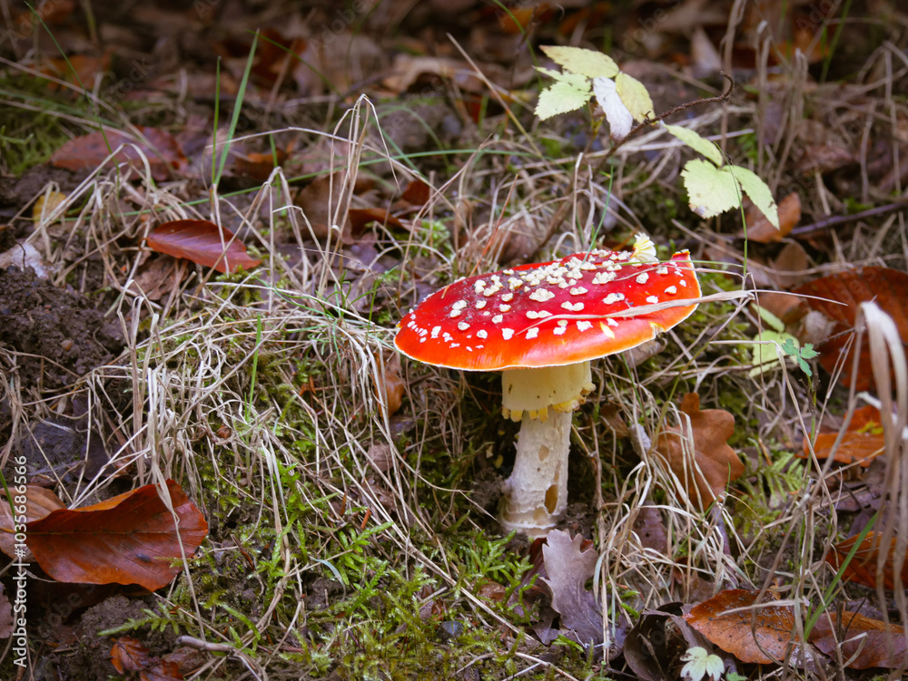 Toadstool: Amanita Muscaria in the forest.