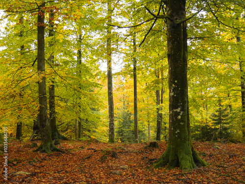 Beautiful autumn forest. Colorful landscape photography.