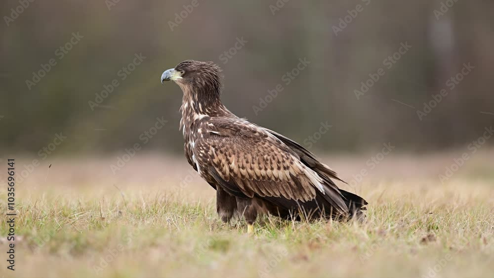 White tailed eagle ( Haliaeetus albicilla ) White tailed eagle ( Haliaeetus albicilla )