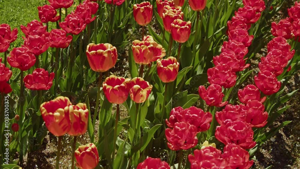 Beautiful Red Tulips Blooming In Slow Motion On A Warm Sunny Day In The City Park Of Halifax, Nova Scotia, Canada. Beautiful Red Tulips Blooming In Slow Motion On A Warm Sunny Day In The City Park Of Halifax, Nova Scotia, Canada.