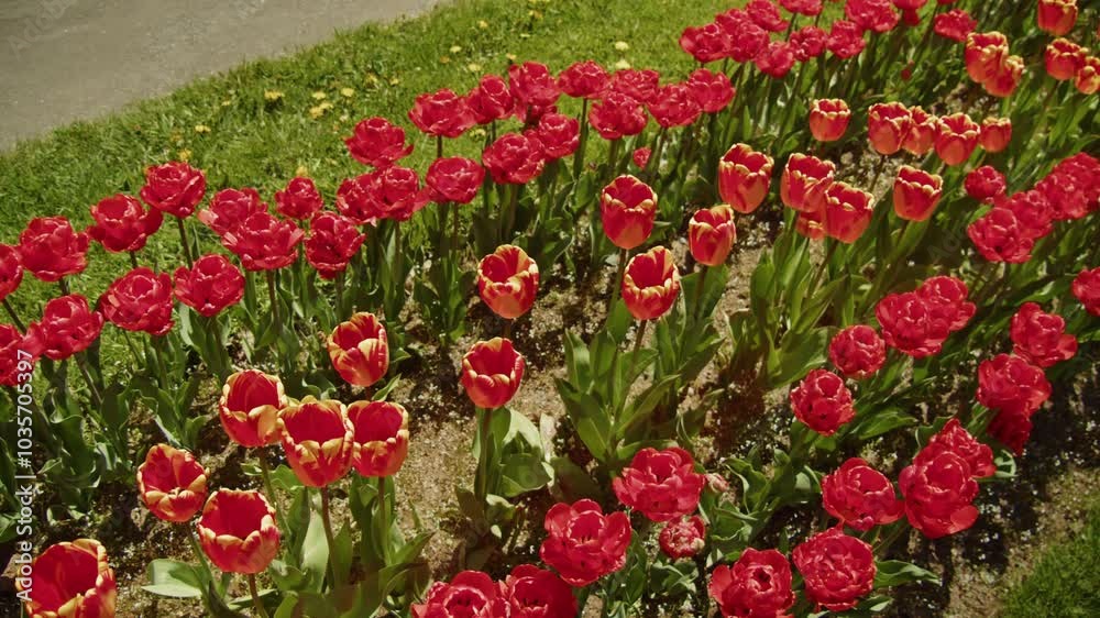 Beautiful Red Tulips Blooming And Swaying In Slow Motion In The City Park Of Halifax, Nova Scotia, On A Sunny Summer Day. Close-Up Of Red Tulips In Slow Motion Halifax Park On A Sunny Day. Beautiful Red Tulips Blooming And Swaying In Slow Motion In The City Park Of Halifax, Nova Scotia, On A Sunny Summer Day. Close-Up Of Red Tulips In Slow Motion Halifax Park On A Sunny Day.