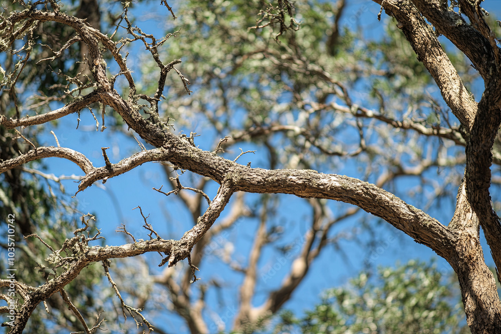 Trees withering under the stress of extreme heat and drought Trees withering under the stress of extreme heat and drought
