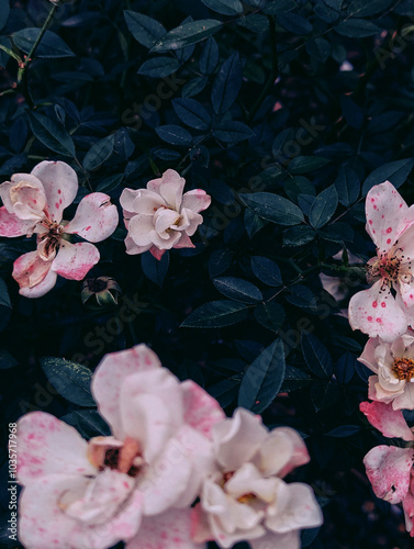 Pink gentle little small bloming roses on green bush as floral botanical dark dreamy mysterious spring vintage fantasy like background backdrop wallpaper photo