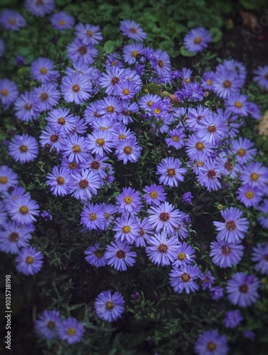 Aster cordifolius, Silver Spray, Michaelmas daisies, Symphyotrichum cordifolium blooming clue purple colorful flowers close up, floral botanical dark mysterious fantasy dreamy mood backdrop backgroud