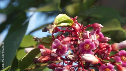 STAR FRUIT FLOWER 