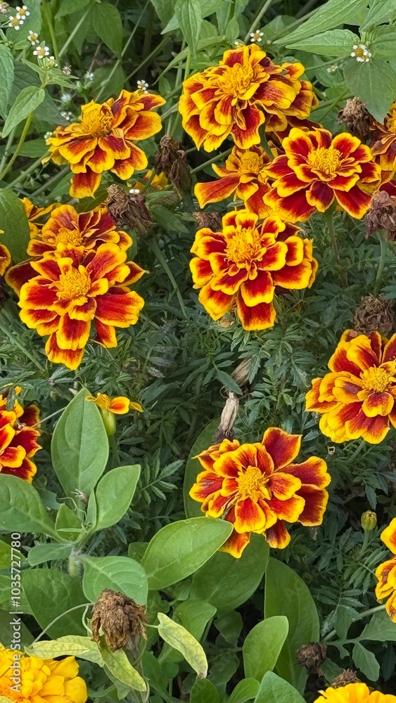 flowers in the garden flowers in the garden