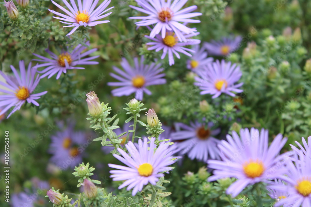 Purple Aster Flowers Purple Aster Flowers