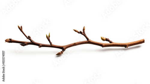 Branch with buds, white isolate background