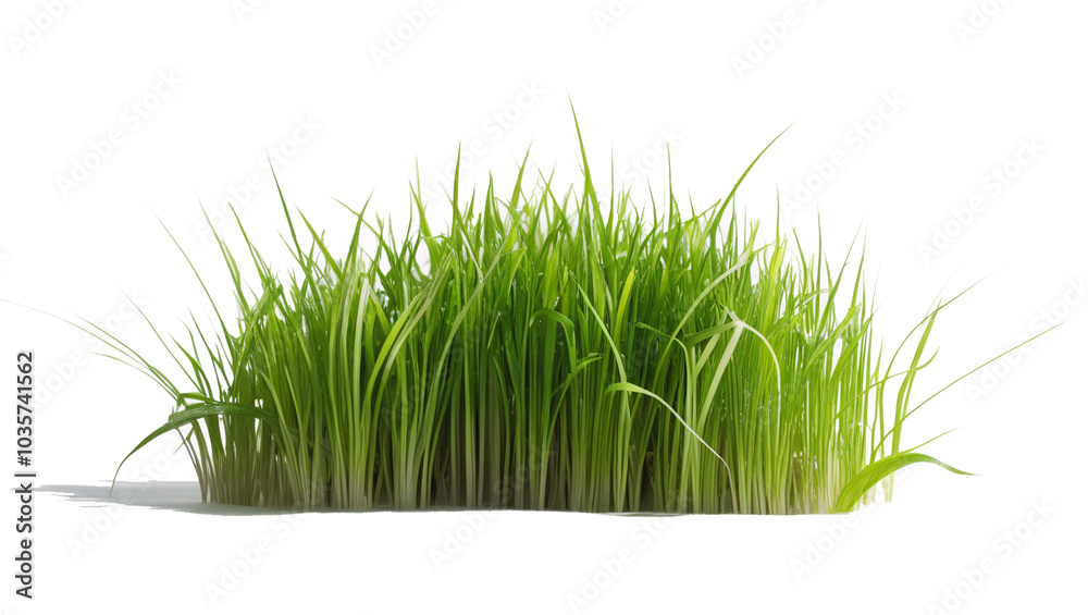 green grass isolated on white, Lush green grass with long blades, growing in a dense cluster against a white background green grass isolated on white, Lush green grass with long blades, growing in a dense cluster against a white background