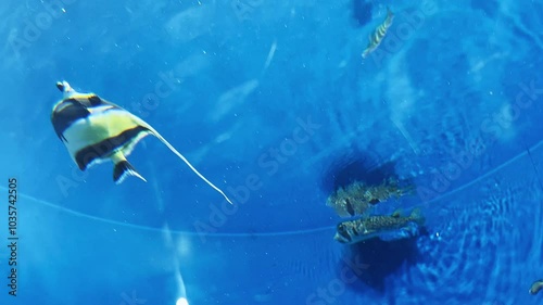水槽内で泳ぎ素面に反射する熱帯魚の群れ