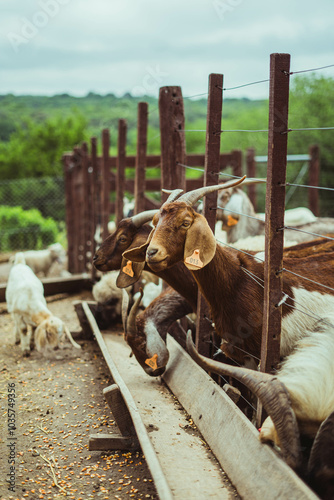 cabras en un corral