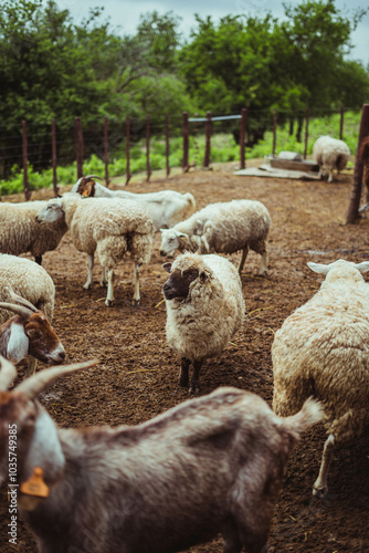 ovejas en un corral