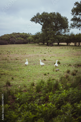 gansos en un campo