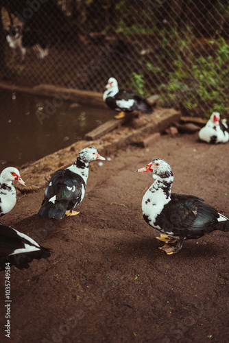 patos en un corral