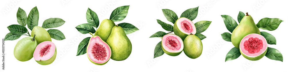 Fototapeta premium Fresh guava fruits with green leaves, isolated on white background. transparent background.