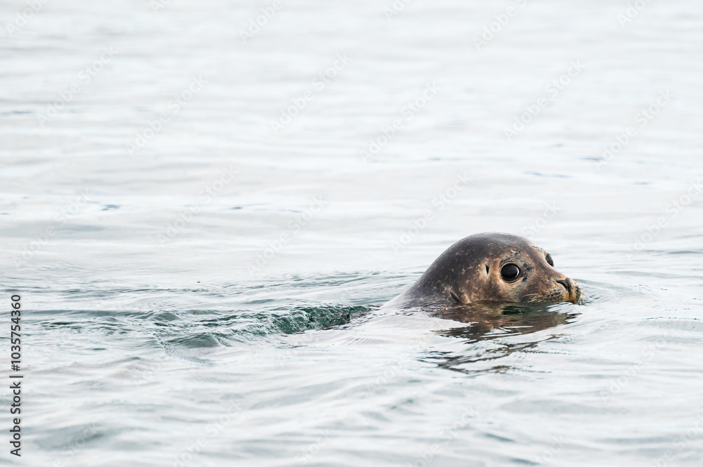 Obraz premium wild life inside the Vatnsnes Peninsula, Iceland