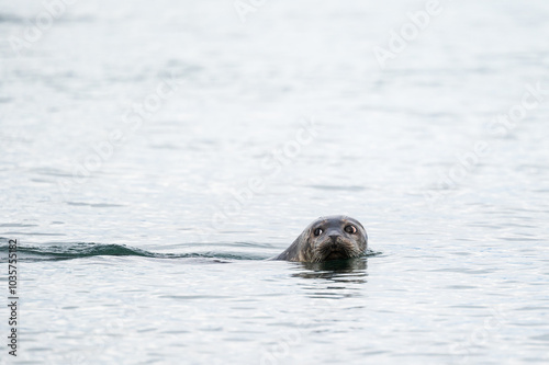 wild life inside the Vatnsnes Peninsula, Iceland