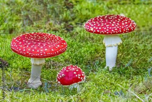 Cuadro en lienzo Close up of fresh brightly red colored group of fly agarics mushroom, Amanita mu