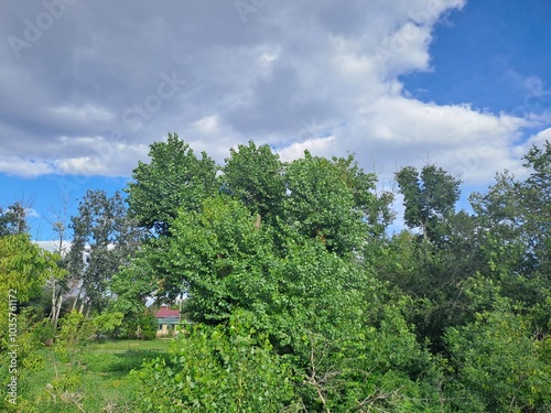 landscape with trees and clouds