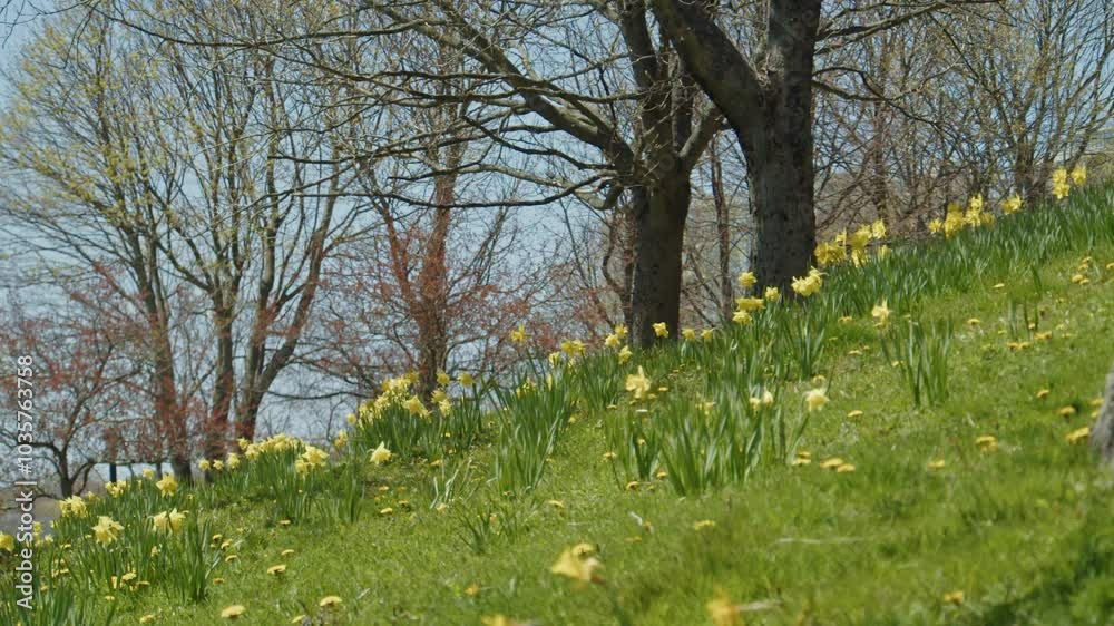 Gorgeous yellow daffodils blooming in a Halifax spring garden, capturing the essence of Easter. Slow-motion video highlights their beauty in Nova Scotia. 