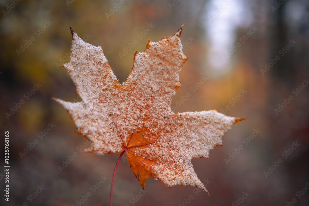Orangefarbenes Ahornblatt im Herbst mit einer leichten Frost Schicht Orangefarbenes Ahornblatt im Herbst mit einer leichten Frost Schicht