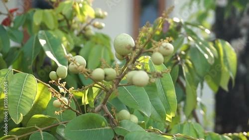 LONGAN FRUIT