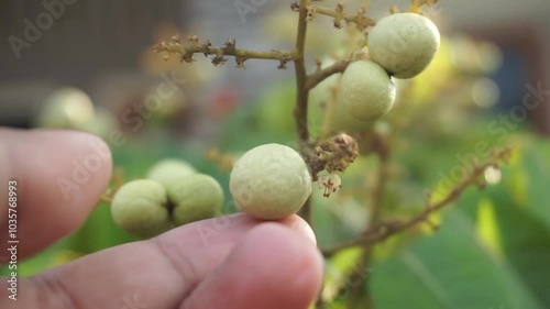 LONGAN FRUIT