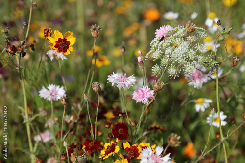 Macro image of pink Cornflower blooms with Tickweed and False Bishop's weed, Suffolk England
 photo